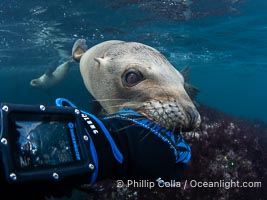 Inquisitive young California sea lion underwater inspects my glove by gently mouthing it. This is a pup-of-the-year born in June and only about five months old. Sea lions are tactile creatures and learn about objects and their surroundings by biting on them. Coronado Islands near San Diego, Baja California, Mexico, Zalophus californianus, Coronado Islands (Islas Coronado)