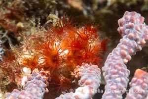 Invertebrate detail on rocky reef, Isla San Lorenzo, Sea of Cortez, Mexico, Islas San Lorenzo, Baja California