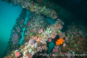 Oil Rig Ellen underwater structure covered in invertebrate life, Long Beach, California