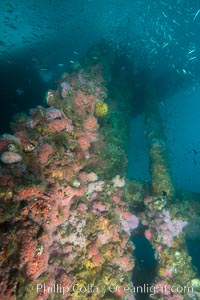 Oil Rig Ellen underwater structure covered in invertebrate life, Long Beach, California