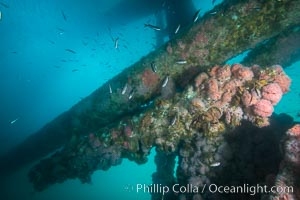 Oil Rig Ellen underwater structure covered in invertebrate life, Long Beach, California