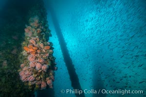 Oil Rig Ellen underwater structure covered in invertebrate life, Long Beach, California