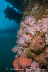 Oil Rig Elly underwater structure covered in invertebrate life, Long Beach, California