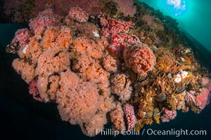 Invertebrate life covers the undersea pilings of a oil platform, Corynactis californica, Long Beach, California