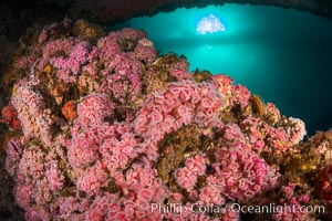 Invertebrate life covers the undersea pilings of a oil platform, Long Beach, California