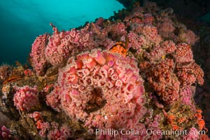 Invertebrate life covers the undersea pilings of a oil platform, Long Beach, California