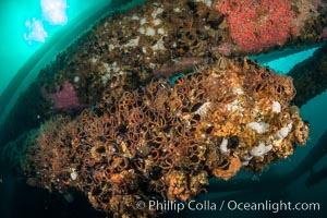 Invertebrate life covers the undersea pilings of a oil platform, Long Beach, California