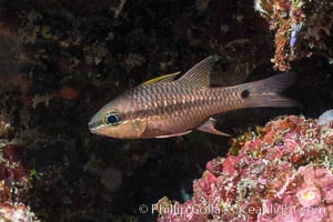 Iridescent Cardinalfish, Pristiapogon kallopterus, Fiji, Makogai Island, Lomaiviti Archipelago