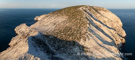 Isla San Pedro Martir at sunset with extensive forest of Cardon Cactus seen on the summit ridge of the island, aerial photo, Sea of Cortez, Mexico. San Pedro Martir Island and its marine life are, since 2002, part of the San Pedro Martir Biosphere Reserve, and is regarded as a natural laboratory of adaptive evolution, similar to that of the Galapagos Islands. It is home to 292 species of fauna and flora (both land-based and aquatic), with 42 species protected by Mexican law, and 30 listed on the Red List of Threatened Species. San Pedro Martir is also unique in the area for its year-round quantity of birds. The island is the only island in the area with a perpetually swirling cloud of sea birds. This is because the water around the island, has some of the most successful marine productivity in the world, Pachycereus pringlei