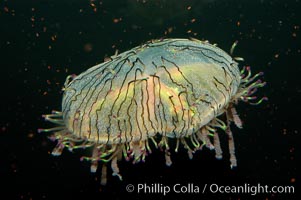 Unidentified jellyfish