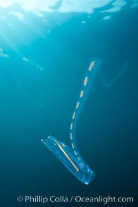 Pelagic tunicate reproduction, large single salp produces a chain of smaller salps as it reproduces while adrift on the open ocean, Cyclosalpa affinis, San Diego, California