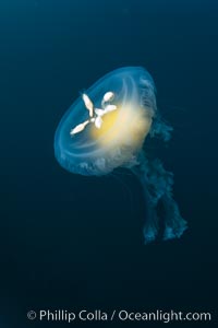 Fried-egg jellyfish, drifting through the open ocean, Phacellophora camtschatica, San Diego, California