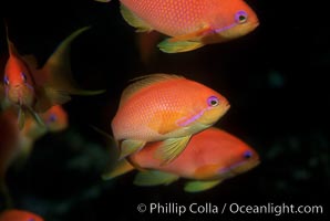 Jewel fairy basslet (female color form), also known as lyretail anthias, Pseudanthias squamipinnis, Egyptian Red Sea