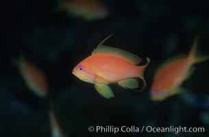 Jewel fairy basslet (female color form), also known as lyretail anthias, Pseudanthias squamipinnis, Egyptian Red Sea