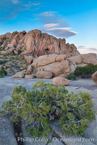 Desert southwest scenic in Joshua Tree National Park, California