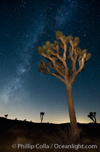 The Milky Way Galaxy shines in the night sky with a Joshua Tree silhouetted in the foreground, Joshua Tree National Park, California