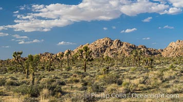 Joshua Tree National Park