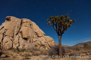 Joshua tree and stars, moonlit night. The Joshua Tree is a species of yucca common in the lower Colorado desert and upper Mojave desert ecosystems, Yucca brevifolia, Joshua Tree National Park