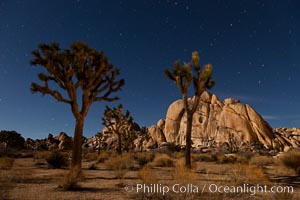 Joshua tree and stars, moonlit night. The Joshua Tree is a species of yucca common in the lower Colorado desert and upper Mojave desert ecosystems, Yucca brevifolia, Joshua Tree National Park