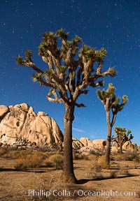 Joshua tree and stars, moonlit night. The Joshua Tree is a species of yucca common in the lower Colorado desert and upper Mojave desert ecosystems, Yucca brevifolia, Joshua Tree National Park