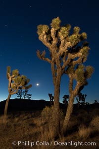 Joshua tree and stars at night. The Joshua Tree is a species of yucca common in the lower Colorado desert and upper Mojave desert ecosystems, Joshua Tree National Park, California