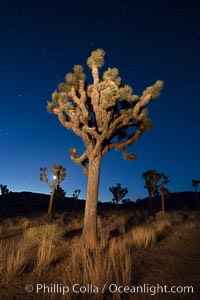 Joshua tree and stars at night. The Joshua Tree is a species of yucca common in the lower Colorado desert and upper Mojave desert ecosystems, Joshua Tree National Park, California