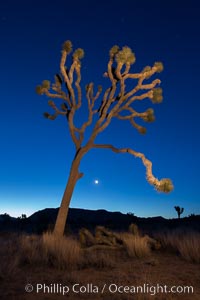 Joshua tree and stars at night. The Joshua Tree is a species of yucca common in the lower Colorado desert and upper Mojave desert ecosystems, Joshua Tree National Park, California