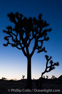 Joshua Trees and crescent moon silhouetted against predawn sunrise light, Joshua Tree National Park, California