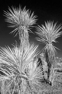 Unidentified yucca or agave, sunrise, infrared, Yucca brevifolia, Joshua Tree National Park, California