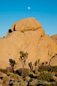 Joshua trees, a species of yucca common in the lower Colorado desert and upper Mojave desert ecosystems, Yucca brevifolia, Joshua Tree National Park, California