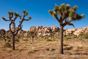 Joshua trees, a species of yucca common in the lower Colorado desert and upper Mojave desert ecosystems, Yucca brevifolia, Joshua Tree National Park, California