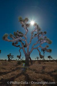 Joshua tree, moonlit night.  The Joshua Tree is a species of yucca common in the lower Colorado desert and upper Mojave desert ecosystems, Yucca brevifolia, Joshua Tree National Park, California
