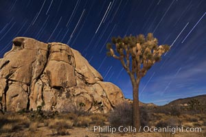 Joshua trees and star trails, moonlit night. The Joshua Tree is a species of yucca common in the lower Colorado desert and upper Mojave desert ecosystems, Yucca brevifolia, Joshua Tree National Park