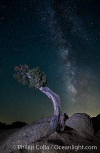 Juniper and Standing Rock with Milky, Joshua Tree National Park, California