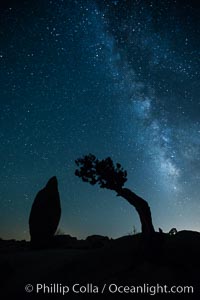 Juniper and Standing Rock with Milky, Joshua Tree National Park, California