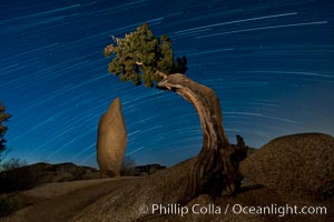 Juniper and star trails, Joshua Tree National Park, California
