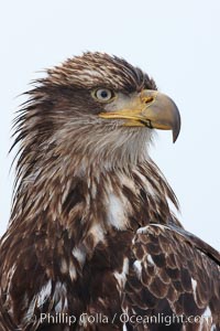 Juvenile bald eagle, second year coloration plumage, closeup of head and shoulders, snowflakes visible on feathers.    Immature coloration showing white speckling on feathers, Haliaeetus leucocephalus, Haliaeetus leucocephalus washingtoniensis, Kachemak Bay, Homer, Alaska