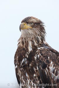 Juvenile bald eagle, second year coloration plumage, head, shoulders and upper body, snowflakes visible on feathers.    Immature coloration showing white speckling on feathers, Haliaeetus leucocephalus, Haliaeetus leucocephalus washingtoniensis, Kachemak Bay, Homer, Alaska