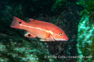 Juvenile California sheephead wrasse, Semicossyphus pulcher, Catalina Island, Semicossyphus pulcher