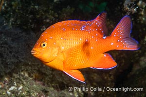 Juvenile garibaldi, vibrant spots distinguish it from pure orange adult form, Hypsypops rubicundus, Catalina Island