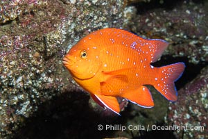 Juvenile garibaldi, vibrant spots distinguish it from pure orange adult form, Hypsypops rubicundus, Catalina Island