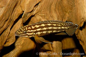 Unidentified freshwater fish