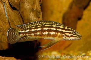 Unidentified freshwater fish