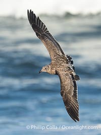 Juvenile Western Gull in Flight, La Jolla. Note the dark tail, pale barred rump, and dark brown primaries and secondaries, Larus occidentalis