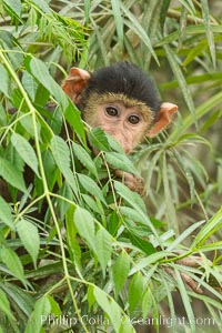 Juvenile Yellow Baboon, Amboseli National Park, Kenya, Papio cynocephalus