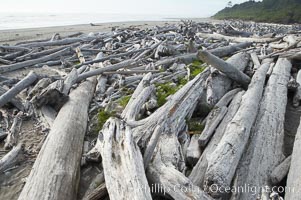 Enormous driftwood logs stack up on the wide flat sand beaches at Kalaloch, Olympic National Park, Washington