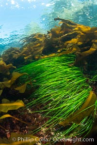 Kelp and seagrass in shallow water. Browning Pass, Vancouver Island