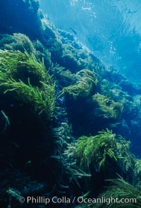Kelp and Wall at Isla Afuera, Guadalupe Island, Mexico, Guadalupe Island (Isla Guadalupe)