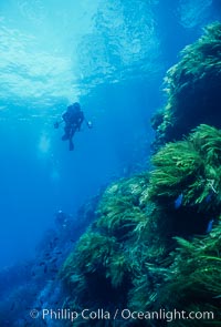 Kelp and Wall at Isla Afuera, Guadalupe Island, Mexico, Guadalupe Island (Isla Guadalupe)