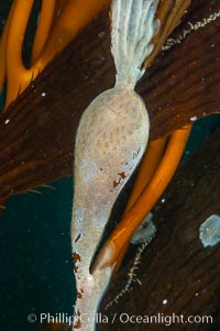 Encrusting bryozoans colonize a giant kelp pneumatocyst (bubble).  Approximately 3 inches (8cm), Macrocystis pyrifera, Membranipora, San Nicholas Island